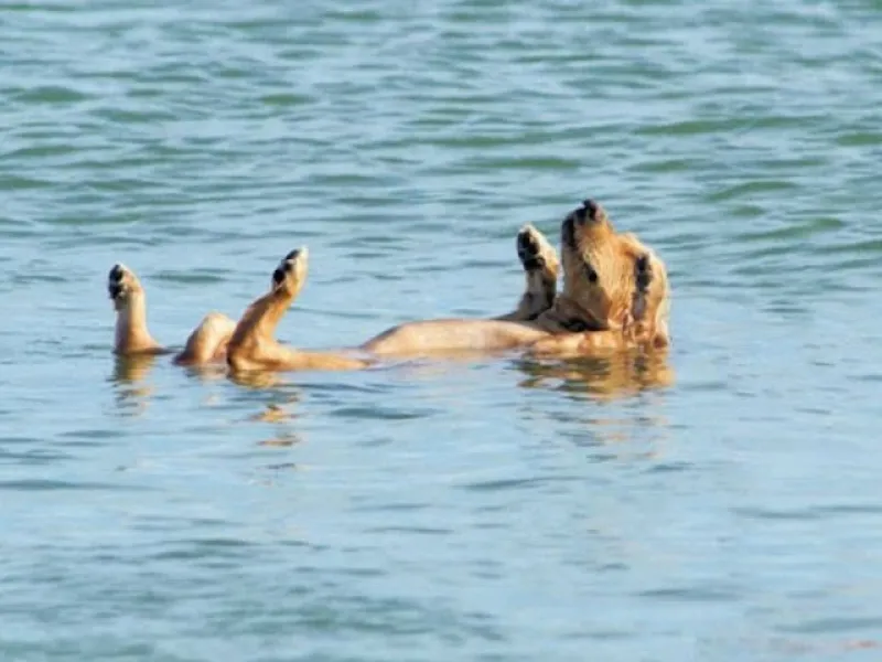 Heroic Rescue: Dolphins Swiftly Save Terrified Puppy from Drowning in Florida Waterway ! 1 1