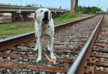 Good Samaritan Saves Dog Trapped on Active Train Track!