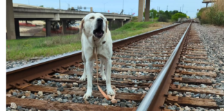 Good Samaritan Saves Dog Trapped on Active Train Track!