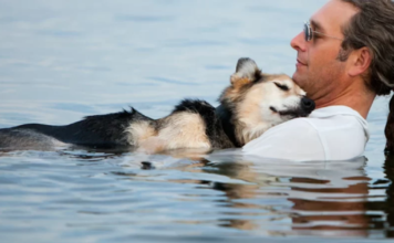 A Touching Act of Love: Owner Takes Paralyzed Dog Swimming for a Blissful Slumber!