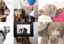 A Story of Unbreakable Friendship: Harlow, Sage, and the Healing Arrival of Indiana