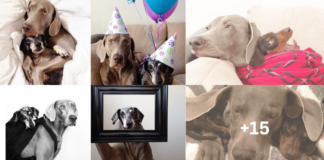 A Story of Unbreakable Friendship: Harlow, Sage, and the Healing Arrival of Indiana