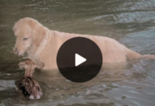 Unbreakable Friendship: Watch in Awe as a Heroic Dog Rescues a Drowning Fawn and Forms a Lifelong Bond!
