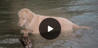 Unbreakable Friendship: Watch in Awe as a Heroic Dog Rescues a Drowning Fawn and Forms a Lifelong Bond!