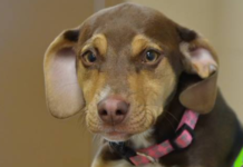Meet Peanut, the Heroic Dog Who Saved a 3-Year-Old Girl from Abuse
