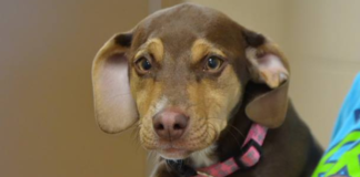 Meet Peanut, the Heroic Dog Who Saved a 3-Year-Old Girl from Abuse