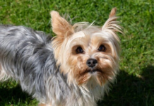 Unseen Heroes: Incredible Story of Jazzy, the Dog Who Saved Her Dad’s Life from Diabetic Shock!