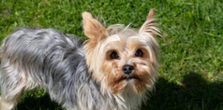 Unseen Heroes: Incredible Story of Jazzy, the Dog Who Saved Her Dad’s Life from Diabetic Shock!