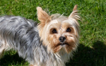 Unseen Heroes: Incredible Story of Jazzy, the Dog Who Saved Her Dad’s Life from Diabetic Shock!