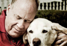 Meet Roselle, the Heroic Dog Who Led Her Blind Owner and 30 Others to Safety on 9/11