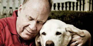 Meet Roselle, the Heroic Dog Who Led Her Blind Owner and 30 Others to Safety on 9/11