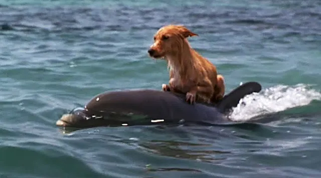 Heroic Rescue: Dolphins Swiftly Save Terrified Puppy from Drowning in Florida Waterway ! 2 3