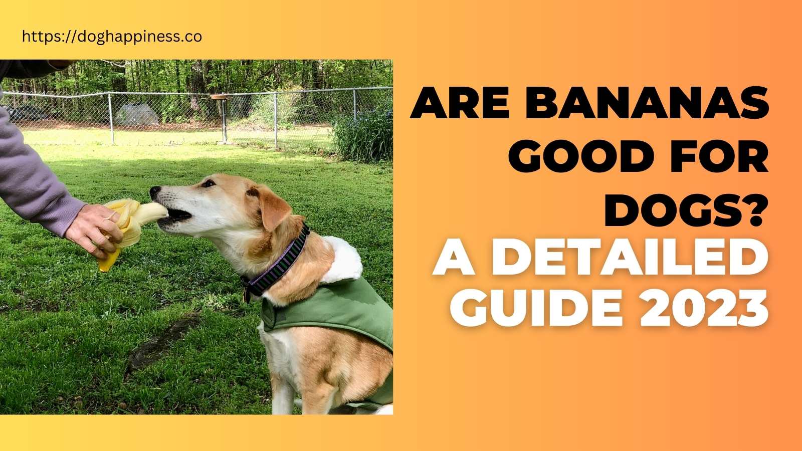 Are Bananas Good for Dogs? A Detailed Guide 2023 Doghappiness