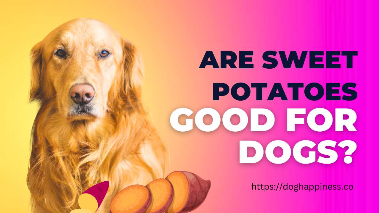 Are Sweet Potatoes Good for Dogs? Unraveling the Nutritional Benefits and Considerations