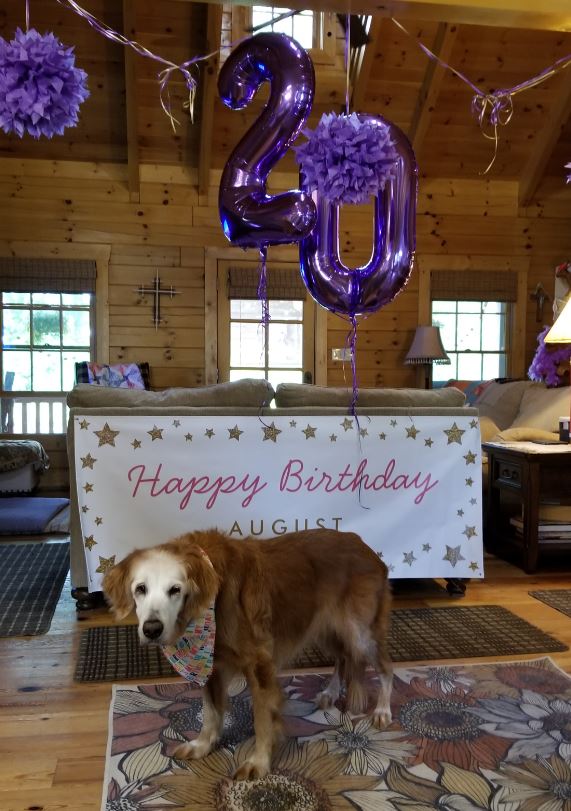 Join the Celebration: Adopted Golden Retriever's 20th Birthday Brings Joy to All! 4 Augie 20th in living room 2