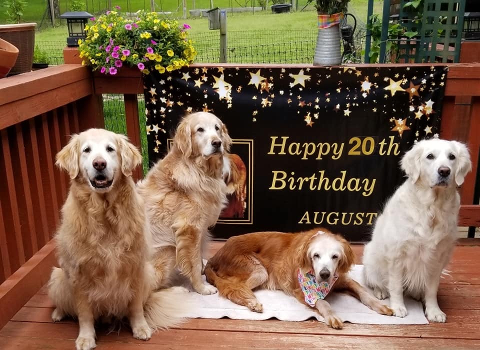 Join the Celebration: Adopted Golden Retriever's 20th Birthday Brings Joy to All! 5 Augie birthday and siblings