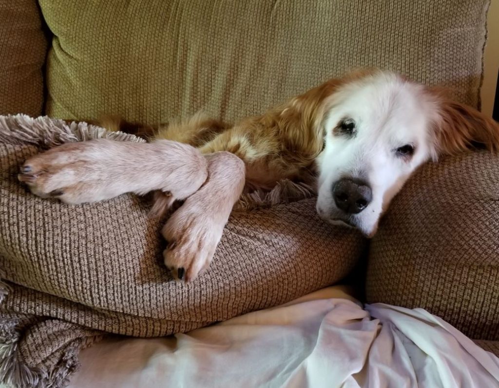 Join the Celebration: Adopted Golden Retriever's 20th Birthday Brings Joy to All! 3 Augie on couch 2