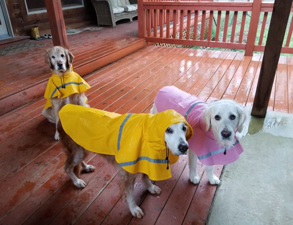 Join the Celebration: Adopted Golden Retriever's 20th Birthday Brings Joy to All! 1 Augie siblings in rain coats 2