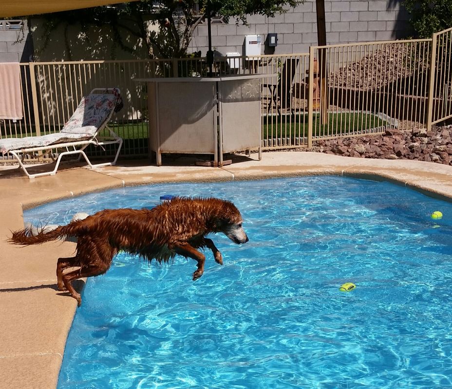 Join the Celebration: Adopted Golden Retriever's 20th Birthday Brings Joy to All! 2 Augie younger days in pool 2