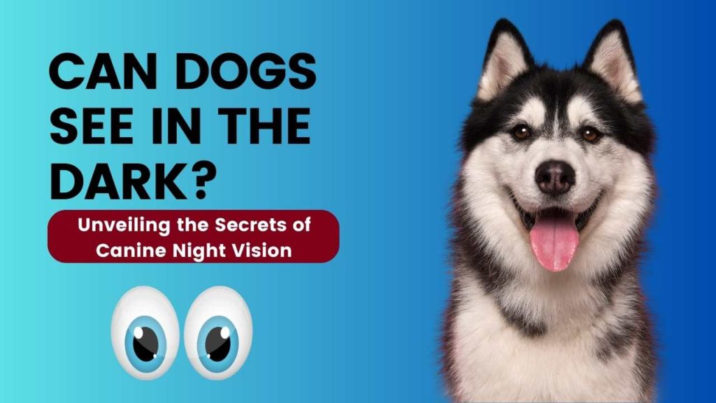 Can Dogs See in the Dark? Unveiling the Secrets of Canine Night Vision 2023 Doghappiness