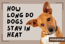 Understanding Canine Estrus: How Long Do Dogs Stay in Heat? How Long do Dogs Stay in Heat?
