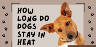 Understanding Canine Estrus: How Long Do Dogs Stay in Heat? How Long do Dogs Stay in Heat?