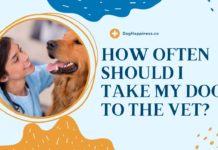 How Often Should I Take My Dog to the Vet in 1 Year | The Importance of Regular Veterinary Care for Your Dog How Often Should I Take My Dog to the Vet