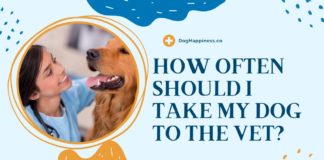 How Often Should I Take My Dog to the Vet in 1 Year | The Importance of Regular Veterinary Care for Your Dog How Often Should I Take My Dog to the Vet