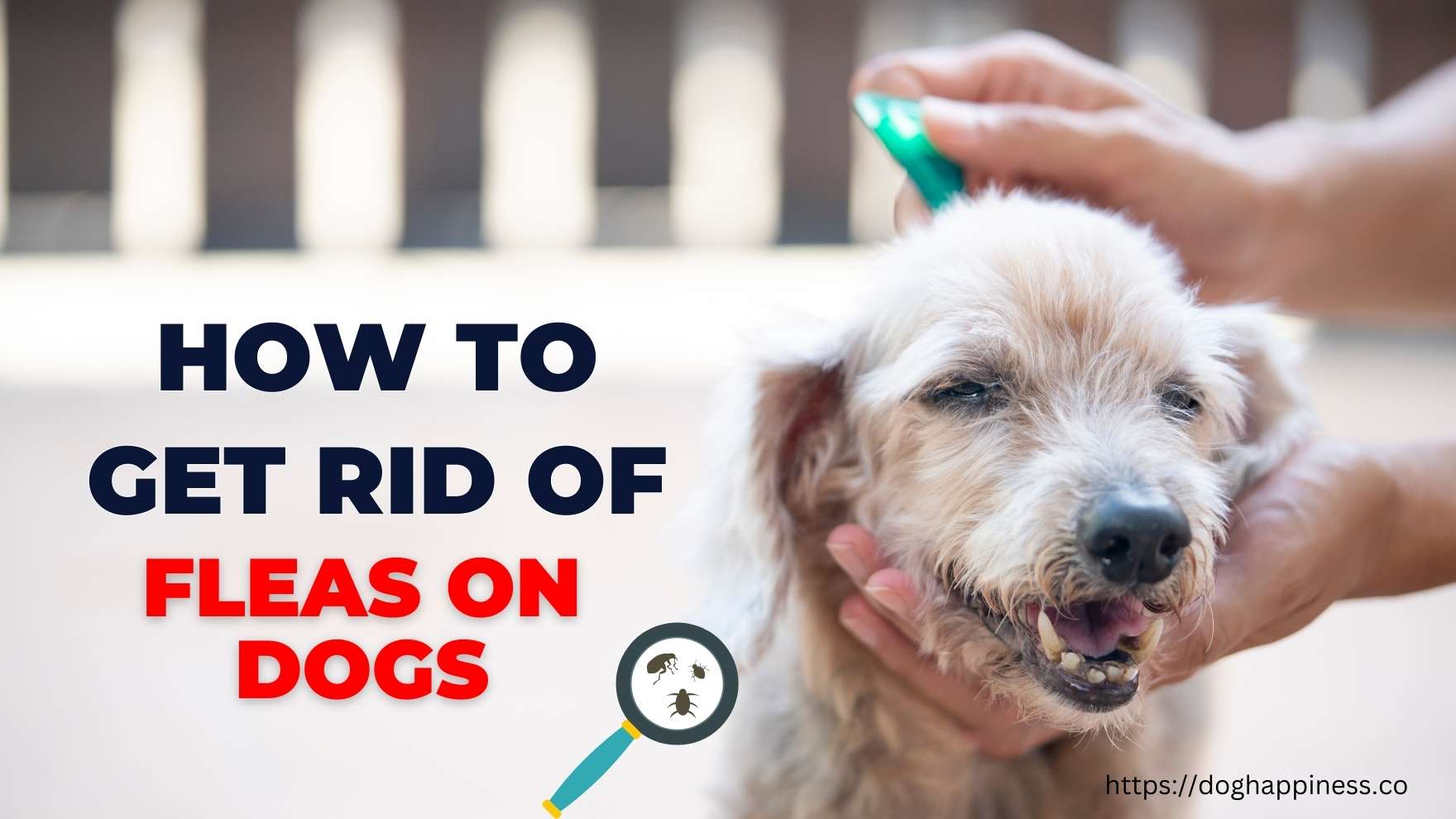 The Ultimate Guide: How to Get Rid of Fleas on Dogs in 2023 - Doghappiness