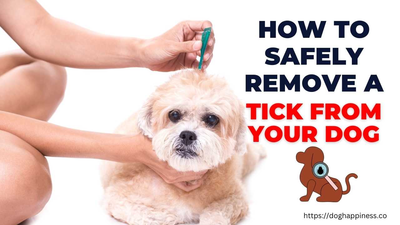 How to Remove a Tick From a Dog: A Step-by-Step Guide - Doghappiness