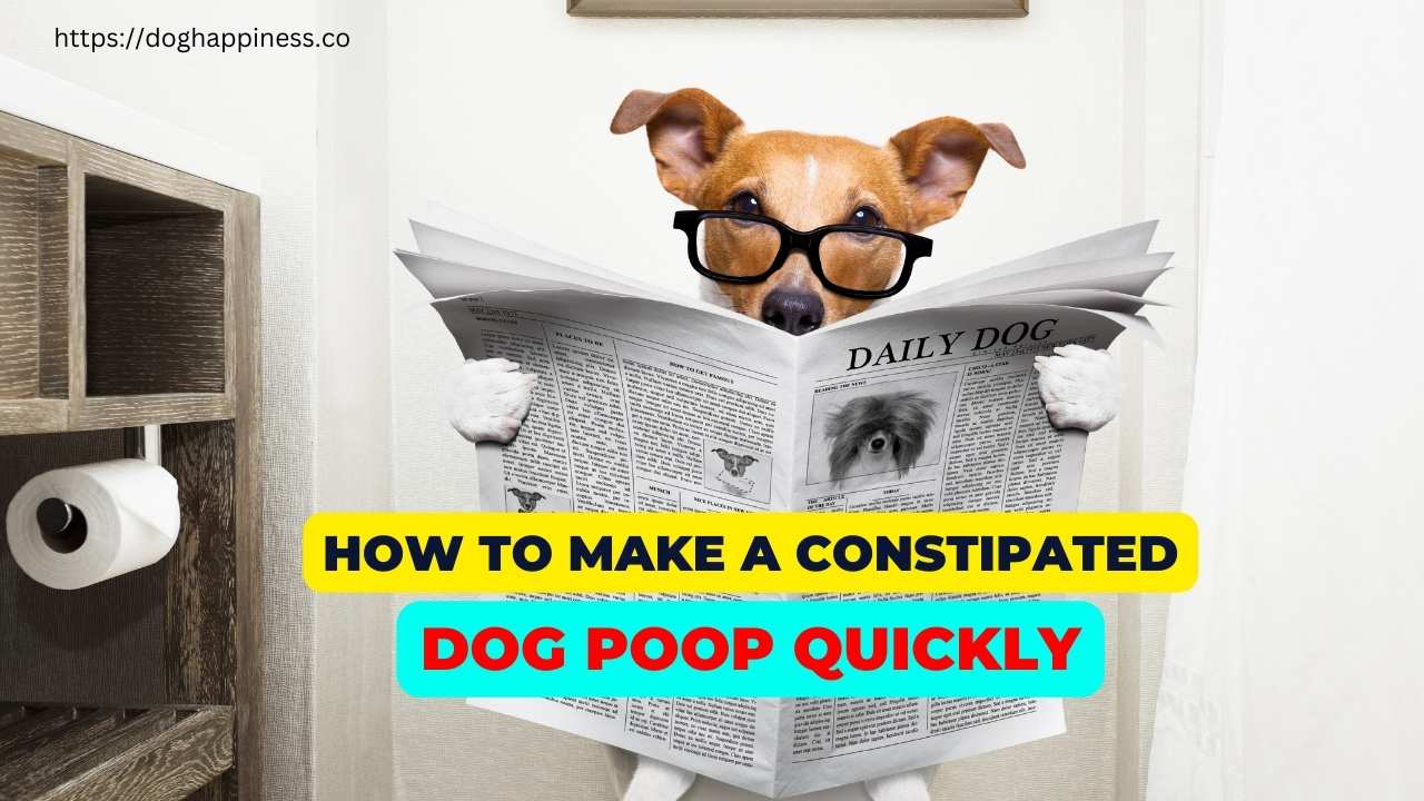 How to make a constipated dog poop quickly? Effective Remedies and Care Tips Doghappiness