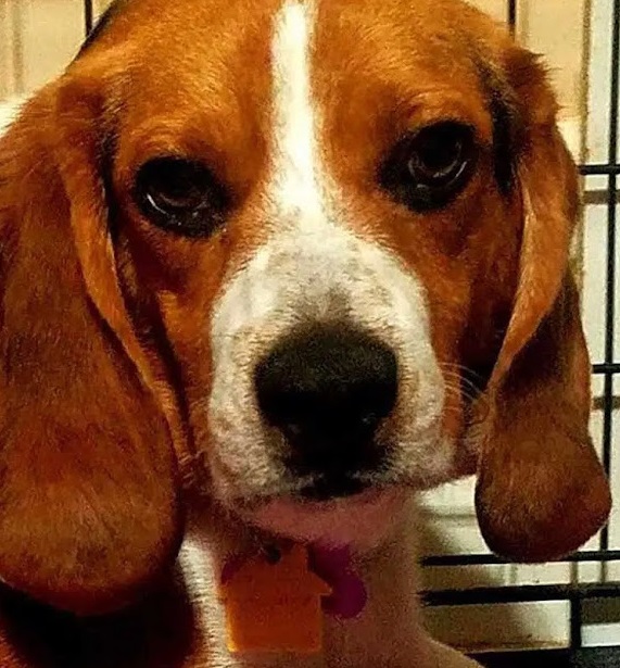 Touching Moment Man saves Beagle from euthan.asia at Shelter Thanks him with a Hug 1 1