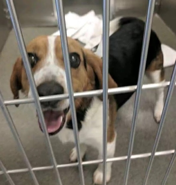 Touching Moment Man saves Beagle from euthan.asia at Shelter Thanks him with a Hug 2 1