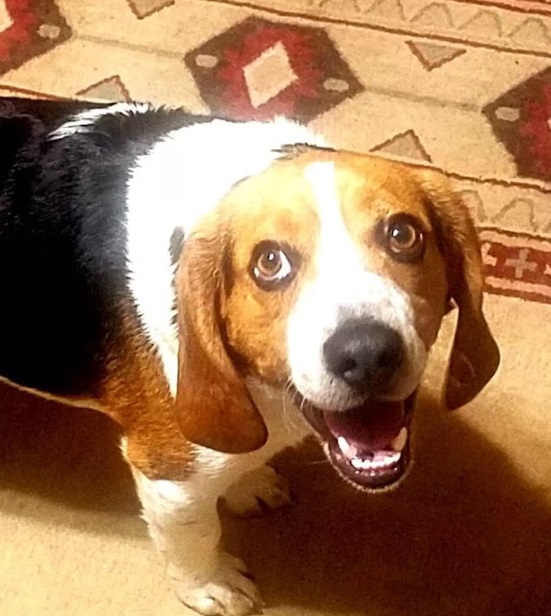 Touching Moment Man saves Beagle from euthan.asia at Shelter Thanks him with a Hug 4 1