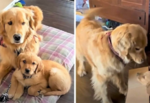 A Golden Retriever shows an unforgettable reaction while opening a surprise package!