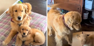 A Golden Retriever shows an unforgettable reaction while opening a surprise package!