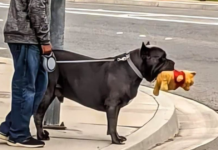 From Protector to Cuddly Comedian: Witness the Hilarious Transformation of This Dog!