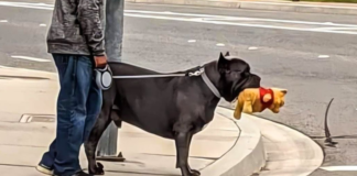 From Protector to Cuddly Comedian: Witness the Hilarious Transformation of This Dog!