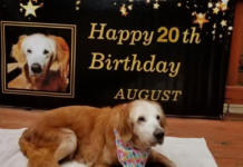 Join the Celebration: Adopted Golden Retriever’s 20th Birthday Brings Joy to All!