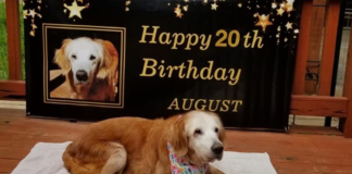 Join the Celebration: Adopted Golden Retriever’s 20th Birthday Brings Joy to All!