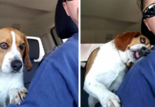 Heartwarming Moment: Man Saves Beagle from Euthanasia at Shelter – Gives Him a Hug in Appreciation!