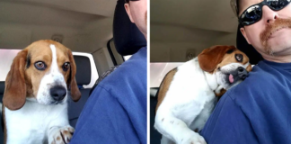 Heartwarming Moment: Man Saves Beagle from Euthanasia at Shelter – Gives Him a Hug in Appreciation!