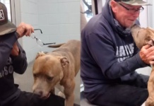 Reunited: After 200 Days Apart, Man Experiences Unbelievable Joy as He Finds His Beloved Puppy!