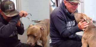 Reunited: After 200 Days Apart, Man Experiences Unbelievable Joy as He Finds His Beloved Puppy!
