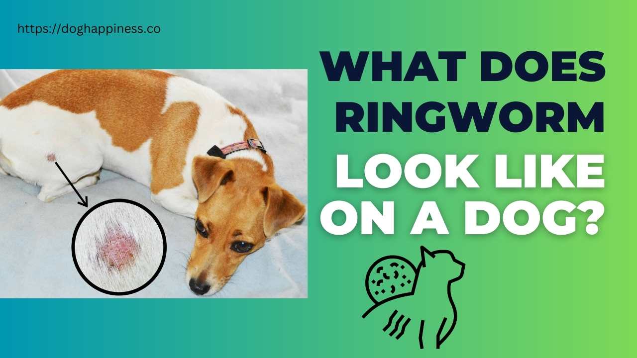 Unveiling the Mystery: What Does Ringworm Look Like on a Dog ...