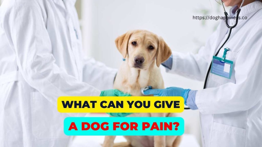 What Can You Give A Dog For Pain Safe And Effective Options For Pain what-to-give-a-dog-for-hip-pain