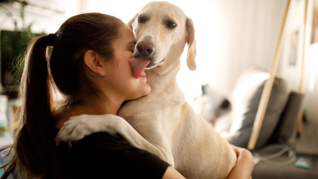 Why Does My Dog Lick Me So Much? Understanding Canine Behavior and Bonding 1 Dog licking behavior