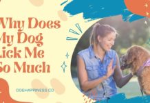 Why Does My Dog Lick Me So Much? Understanding Canine Behavior and Bonding Why Does My Dog Lick Me So Much