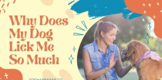 Why Does My Dog Lick Me So Much? Understanding Canine Behavior and Bonding Why Does My Dog Lick Me So Much