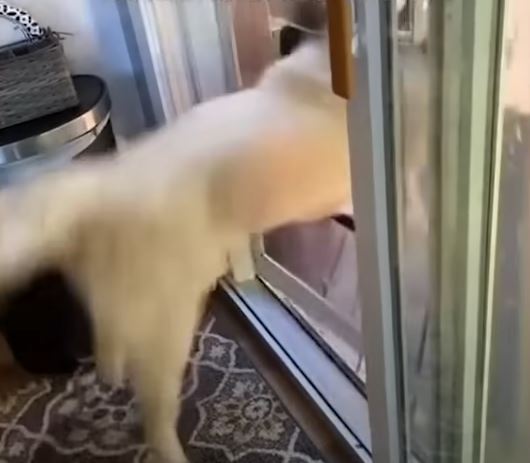funny dogs 1 1